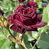 Edelrose Black Baccara in Schwarz-Rot - Duftrose winterhart - Rose mittel-stark duftend im 5 Liter Container von Garten Schlüter - Pflanzen in Top Qualität