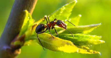 Ameisen im Haus und Garten